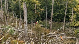 Ein Suchtrupp in einem Waldstück