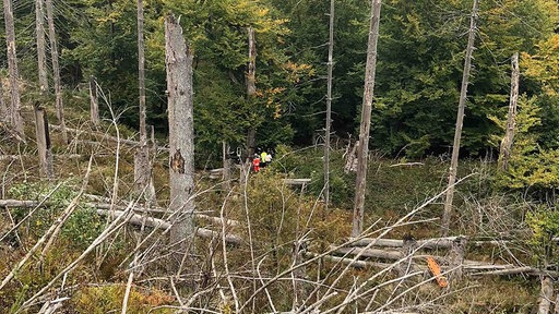 Ein Suchtrupp in einem Waldstück