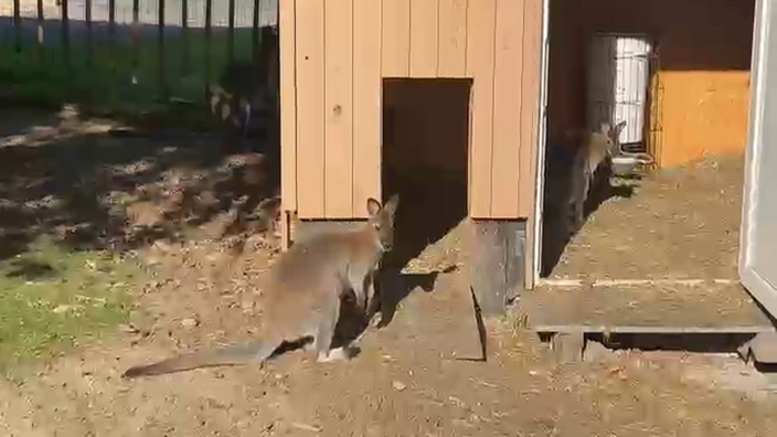 Ein Wallaby schaut in Richtung Kamera