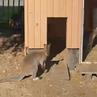 Ein Wallaby schaut in Richtung Kamera