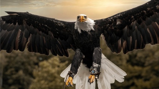 Weißkopfseeadler Donald ist ausgebüxt