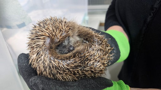 Igel in Not