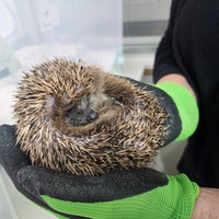 Igel in Not