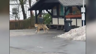 Eine Videoaufnahme von einem Wolf vor einer Bushaltestelle.