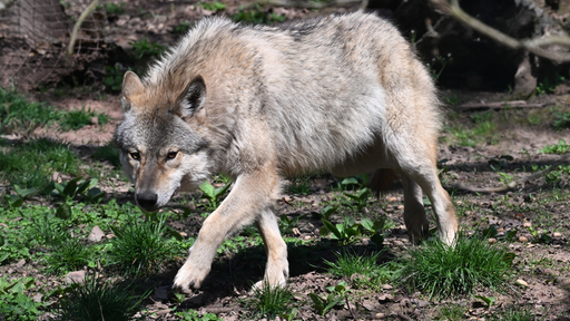 Ein Wolf auf Waldboden
