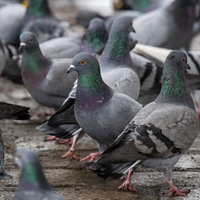 Viele Tauben auf kleiner Fläche
