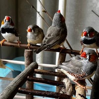 Die geretteten Zebrafinken wurden vom Krefelder Tierheim aufgenommen