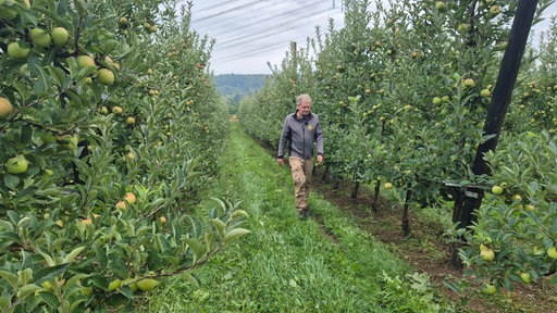 Ein Landwirte geht durch eine Reihe von Apfelbäumen