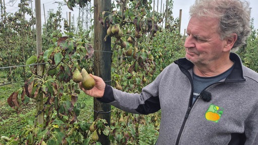 Ein Landwirt schaut sich eine Birne mit braunen Flecken an der Pflanze an