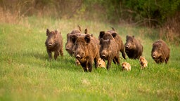 Eine Gruppe Wildschweine rennt über eine Wiese