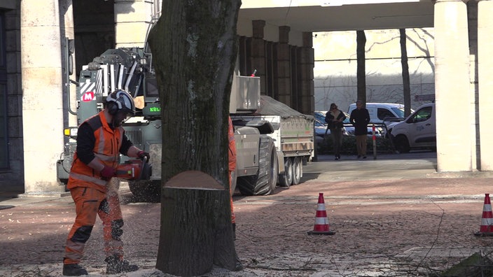 Baumfällung in Wuppertal-Barmen