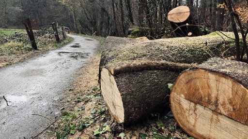 Ein dicker Baumstumpf liegt neben einem Wanderweg im Düsseltal