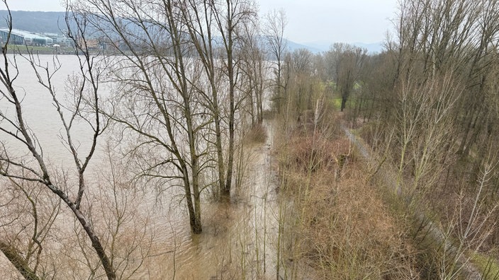 Mehrere Bäume am Rhein-Ufer stehen im Wasser