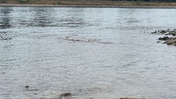 man sieht Wasser, aus dem Steine hervorschauen, offensichtlich eine Untiefe.