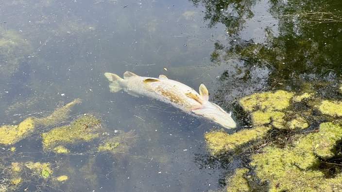 Ein verendeter Hecht treibt im Wasser des Bonner Rheinauensees.