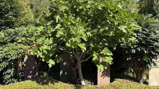 Drei Grabsteine stehen im Schatten eines Feigenbaums