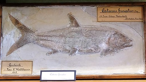 Der Caturus furcatus, ein fossiler Fisch