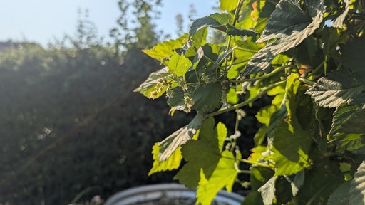 Eine grüne Pflanze an der sich kleine Blüten bilden. 