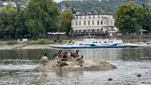 das Bild yeigt einen Abschnitt vom Rhein. In der Mitte ein Hungerfelsen auf den mehrere Moewen sitzen.