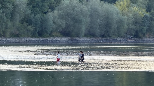 Drei Personen waten durch den knietiefen Rhein