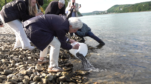 Politikerin Marie-Agnes Strack-Zimmermann setzt in Bad Honnef auf der Insel Grafenwerth Aale in den Rhein aus. 