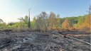 Dunkle, verbannte Erde und einzelne Äste im Vordergrund, Teile des intakten grünen Waldes bei Weilerswist und Bornheim im Hintergrund