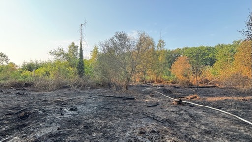 Dunkle, verbannte Erde und einzelne Äste im Vordergrund, Teile des intakten grünen Waldes bei Weilerswist und Bornheim im Hintergrund