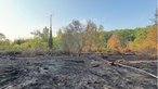 Dunkle, verbannte Erde und einzelne Äste im Vordergrund, Teile des intakten grünen Waldes bei Weilerswist und Bornheim im Hintergrund