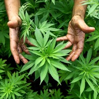 Die Hände eines Mannes zwischen grünen Cannabis-Pflanzen