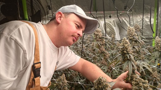 Mann bei Cannabisplantage, Gras