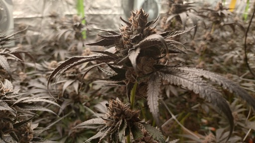 Cannabis, Hanf, Gras