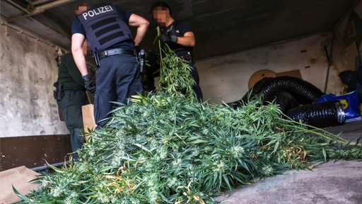 Plizisten beugen sich über Cannabispflanzen
