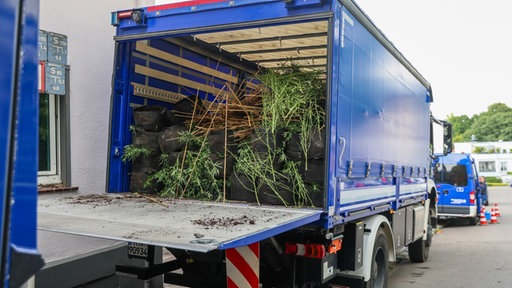 Blauer THW-LKW mit offener Ladeklappe. Darin ein großer Berg Cannabispflanzen