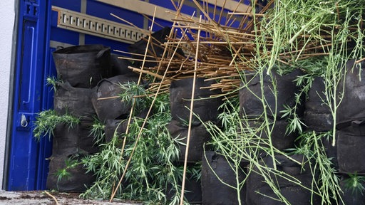 Cannabis-Pflanzen auf schwarzen Säcken in blauem LKW