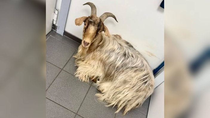 Ausgebüxter Ziegenbock besucht Tankstelle in Dinslaken