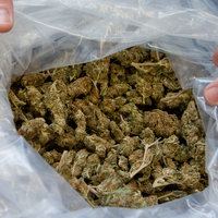 Mehrere Kilo beschlagnahmtes Marihuana