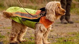 Ein Jagdhund mit Warnweste