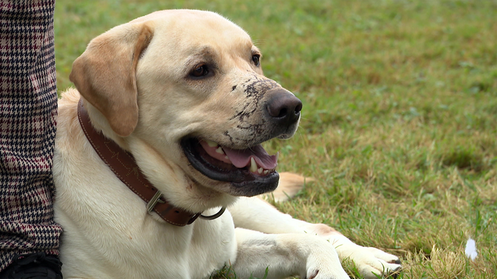 Hund Haribo liegt auf einer Wiese.