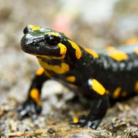 Auf dem Foto ist ein schwarz-gelb gepunkteter Feuersalamander auf Waldboden.