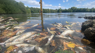 Mehrere tote Fische an der Oberfläche eines Sees