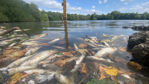 Mehrere tote Fische an der Oberfläche eines Sees