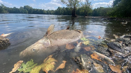 Mehrere tote Fische an der Oberfläche eines Sees