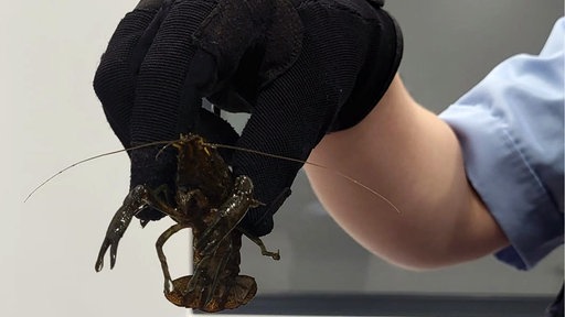 Eine Hand mit einem schwarzen Handschuh hält einen braunen Krebs in die Kamera.