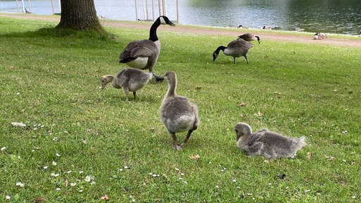 Drei erwachsene Kanadagänse mit schwarzen Hälsen und etwa fünf flauschige Jungtiere laufen und fressen auf einer Wiese am Seeufer