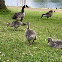 Drei erwachsene Kanadagänse mit schwarzen Hälsen und etwa fünf flauschige Jungtiere laufen und fressen auf einer Wiese am Seeufer