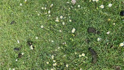 Nahaufnahme einer Grasfläche mit zahlreichen Gänseblümchen, dazwischen liegen mehrere dunkle Gänsehäufchen