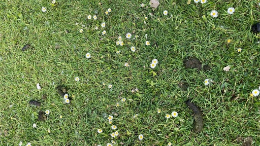 Nahaufnahme einer Grasfläche mit zahlreichen Gänseblümchen, dazwischen liegen mehrere dunkle Gänsehäufchen
