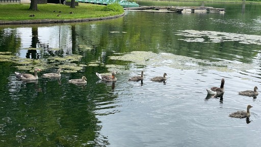Zwei erwachsene Graugänse schwimmen mit etwa sieben Jungtieren in einer Reihe durch einen TeichZwei erwachsene Graugänse schwimmen mit etwa sieben Jungtieren in einer Reihe durch einen Teich