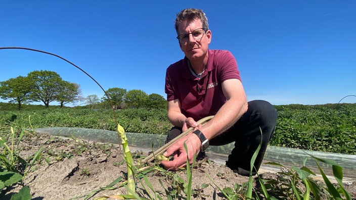 Spargelbauer Dirk Janßen kniet auf seinem Feld in Geldern-Walbeck und hält eine abgebrochene grüne Spargelstange in der Hand