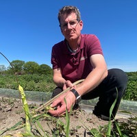Spargelbauer Dirk Janßen kniet auf seinem Feld in Geldern-Walbeck und hält eine abgebrochene grüne Spargelstange in der Hand
